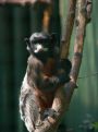 primate in tree