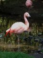 Flamingo in zoo