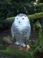 snow owl