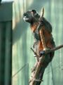 Monkey on a branch
