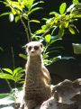 Meerkat under the sun