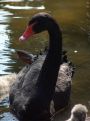 Black Swan of the family