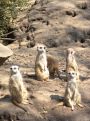 Meerkats on watchout