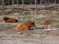 Highlanders in the lowlands