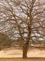 Tree in a desert