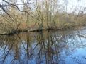 Trees and water