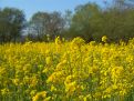 Field of yellow