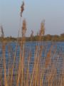 Little straw and lots of water