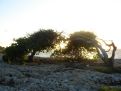 sunset by the divi divi tree