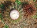 Turk's cap cactus in bloom