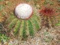 Turk's cap cactus in bloom