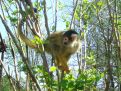 squirrel monkey