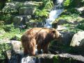 bathing bear