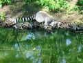 drinking ring-tailed lemur