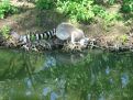 drinking ring-tailed lemur