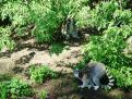 Lemur Catta, Ring-tailed Lemurs