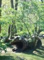 ring-tailed lemurs on a tree-trunk