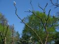 Grey herons in a tree against a blue sky