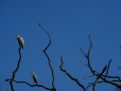 Grey herons in a tree against a blue sky