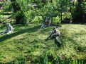 family ring-tailed lemurs on the grass