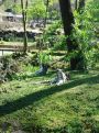 family ring-tailed lemurs on the grass