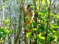 squirrel monkey