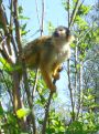 squirrel monkey