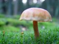 Ghostly mushroom