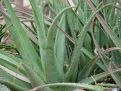 Aloe plant