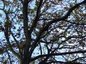 Silhouete of a tree