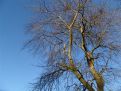 Tree and blue