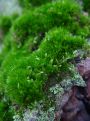 Moss on top