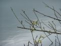 Branches over the water