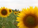 sunflower field