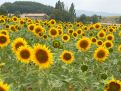 Sunflowers on and on