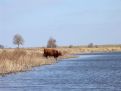 Cow wants water