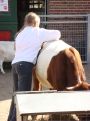 Animal Care