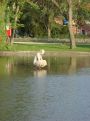 Sitting in the water