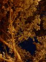 Night branches