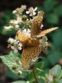 butterfly grouping