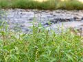 Plants and water