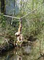 Monkey-nastics