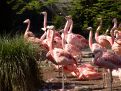 Pink flock