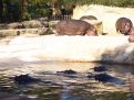 sun tan hippos