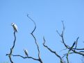 Birds and branches