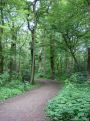 Road through the trees