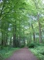 Path trough the trees