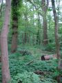 Wood and leaves