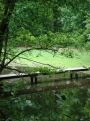 Dark waters and green leaves
