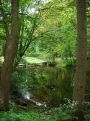 View between the trees